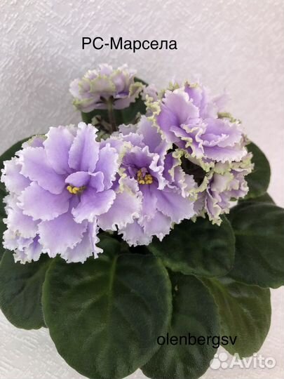 Фиалки детки