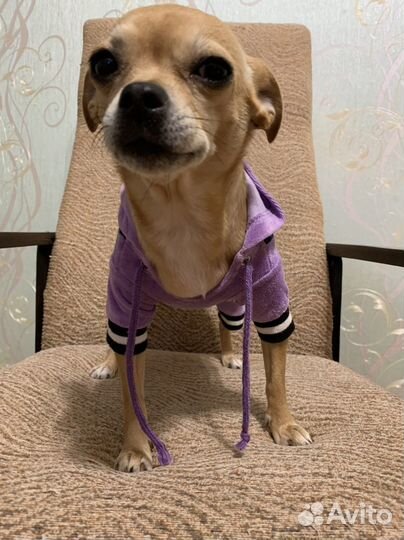 Одежда для собак мелких пород