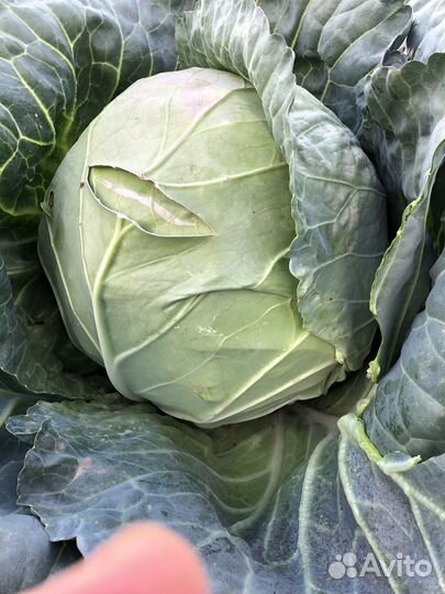 Медора капуста