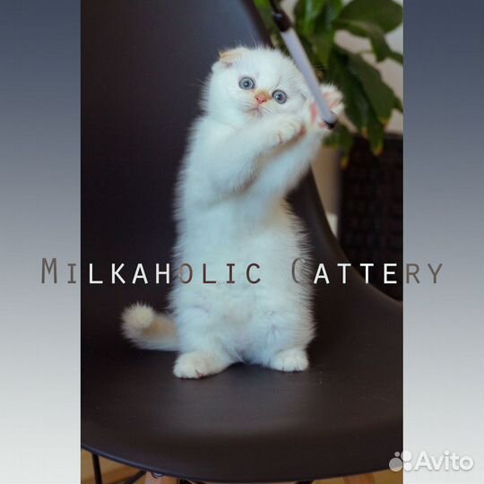 Зефирка Джери. Плюшка знатного происхождения