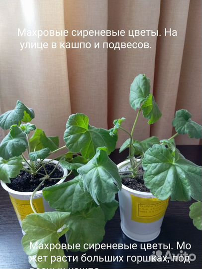 Пеларгония герань сортовая