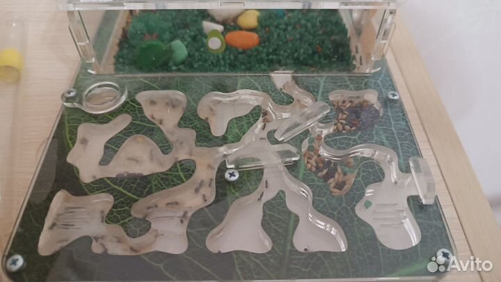 Муравьиная ферма с муравьями