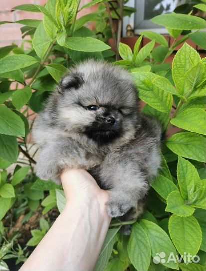 Шпицы мини померанцы