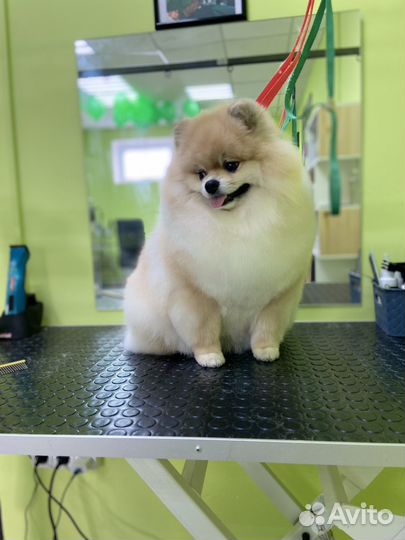 Стрижка собак и кошек