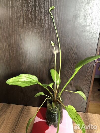 Дримиопсис пятнистый