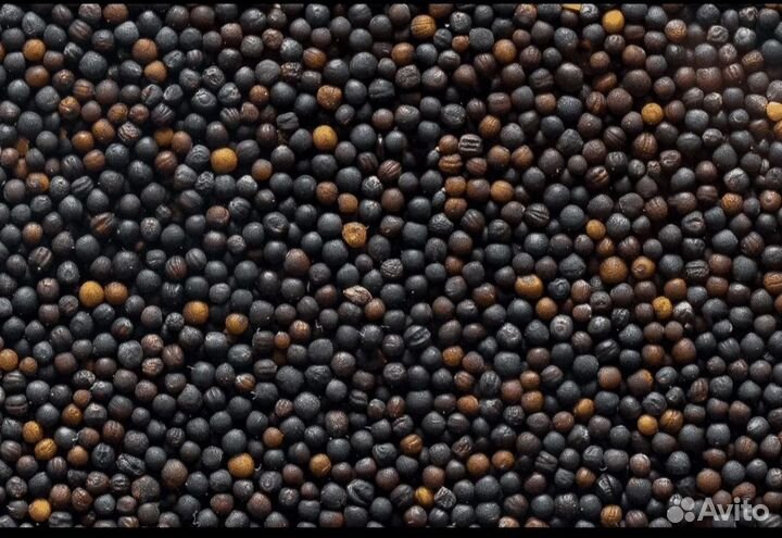 Семена рапса