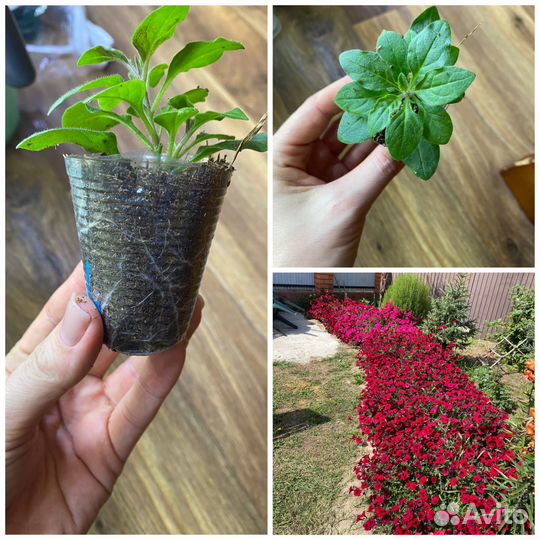 Петуния тайдал ред велюр