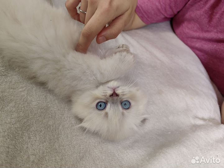 Шотландская вислоухая кот