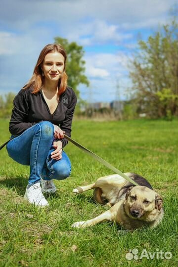 Приютите собаку из приюта