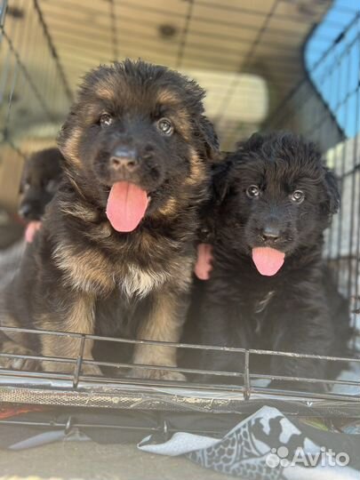 Щенки немецкой овчарки с документами