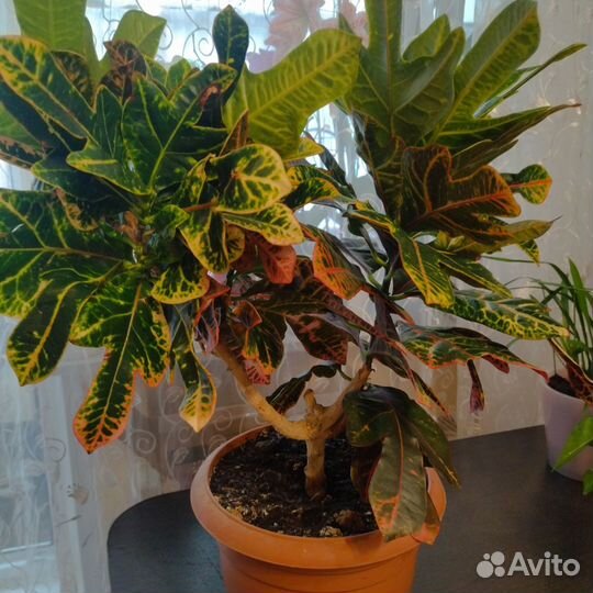 Кодиеум кротон