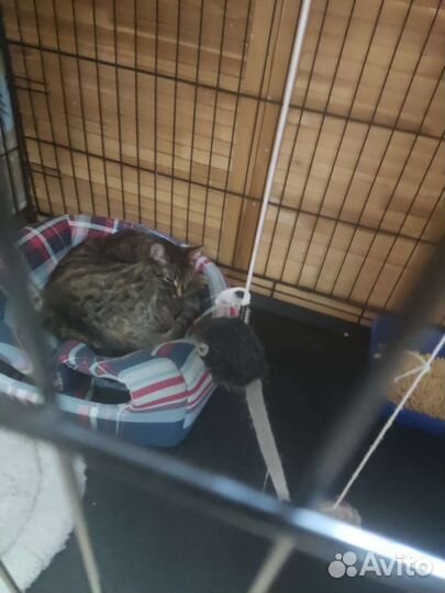 Кошечка в добрые ручки