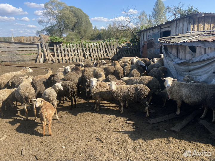 Овцы бараны ягнята романовские