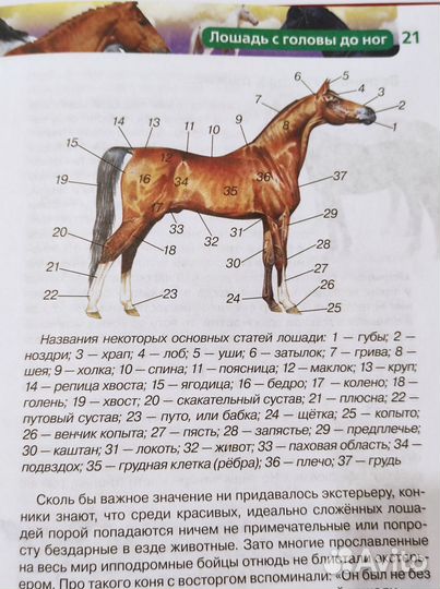 Энциклопедия 