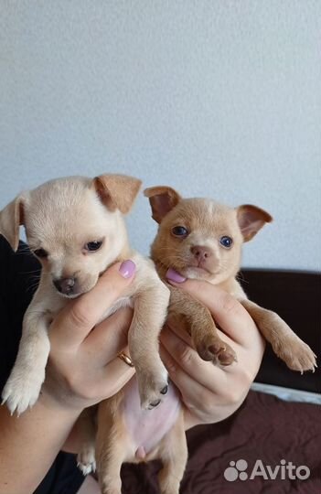 Щенки чихуахуа девочки