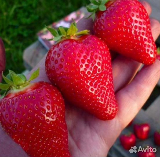 Клубника Альба