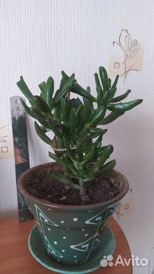 Крассула Хоббит