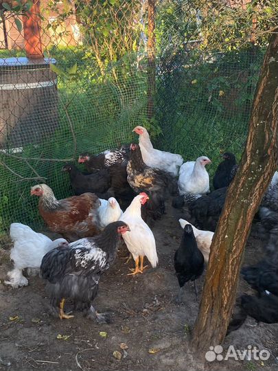 Семья брама