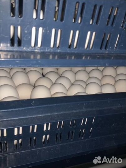 Инкубационное яйцо