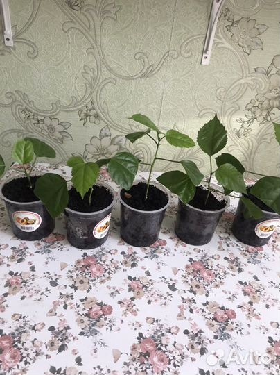 Гибискус китайская роза