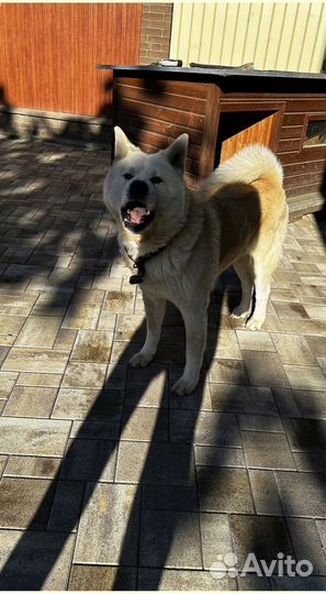 Брусчатка тротуарная плитка от 120 м2