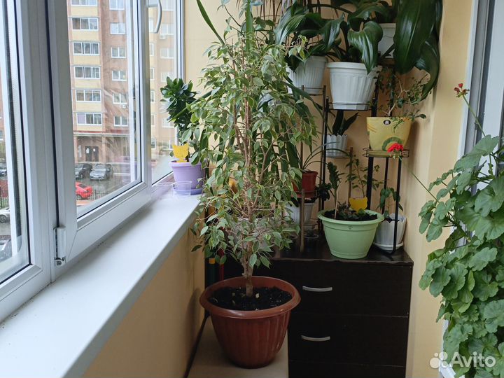 Фикус Бенджамина Голден Кинг