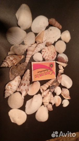 Створки морского гребешка, ракушки, морская звезда