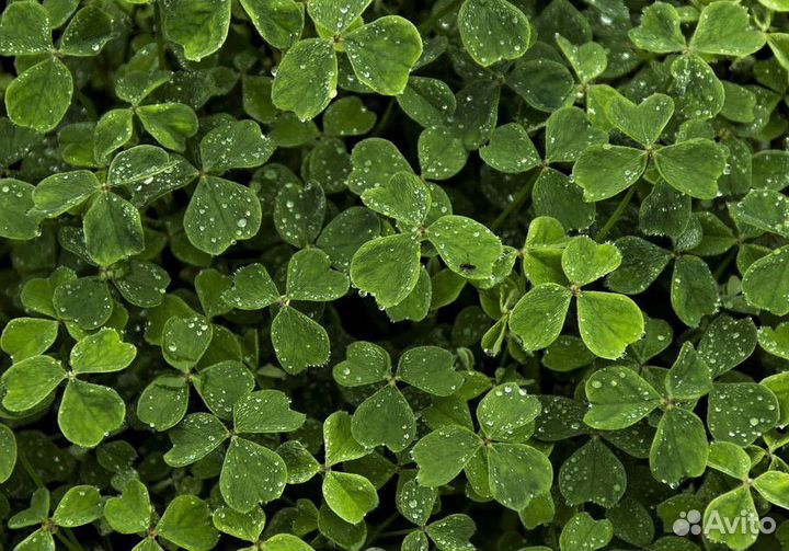 Белый клевер в Смоленске