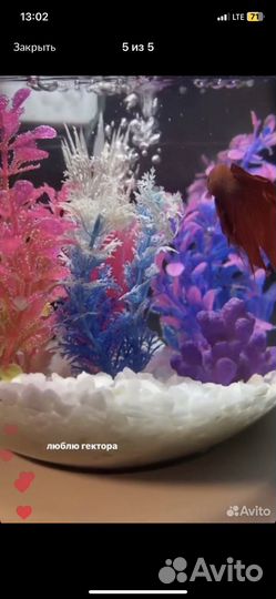 Аквариум с рыбками