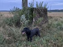 Лежачий скрадок на гуся своими руками из раскладушки