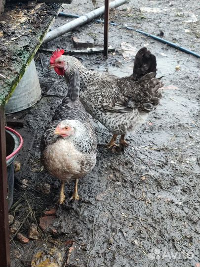 Цыплята несушки