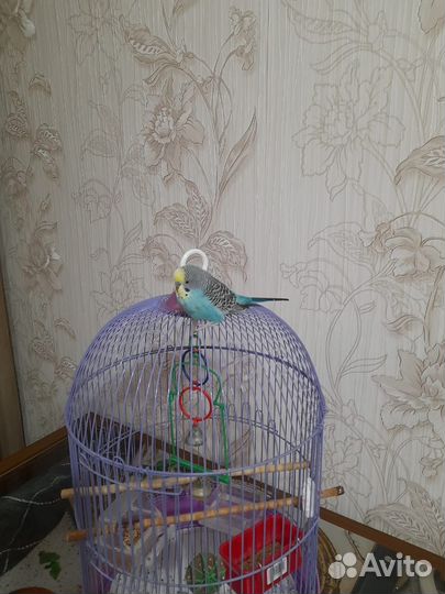 Волнистый попугай