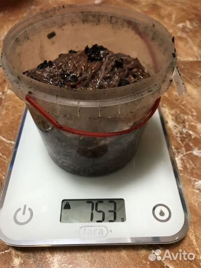 Червь дендробена для вермифермы