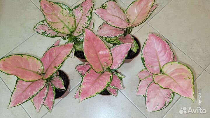 Аглаонема нежно розовая