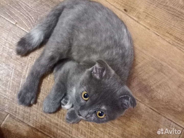 Шотландская (вислоухий котенок
