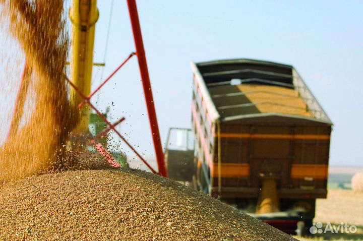 Перевозка зерна межгород