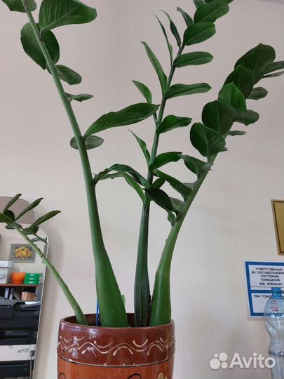 Замиакулькас