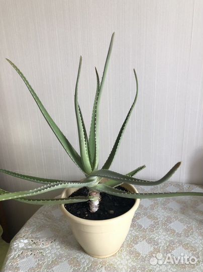 Алоэ,антуриум, спатифиллум