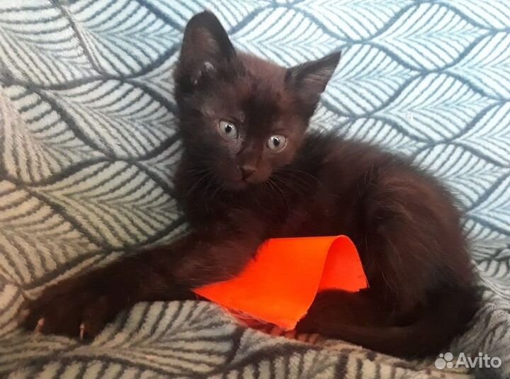 Маленькие котятки