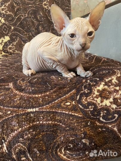 Донской сфинкс котята