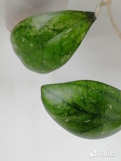 Хойи срезом 1