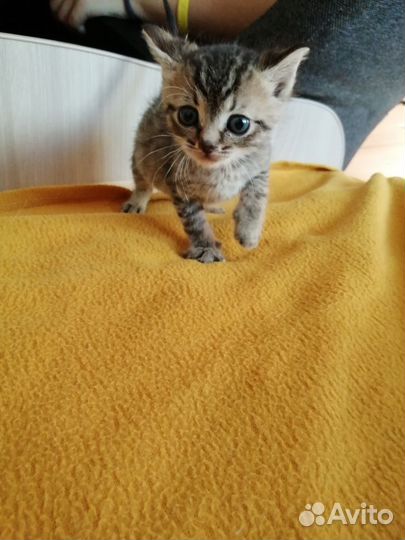 Котята в добрые руки бесплатно