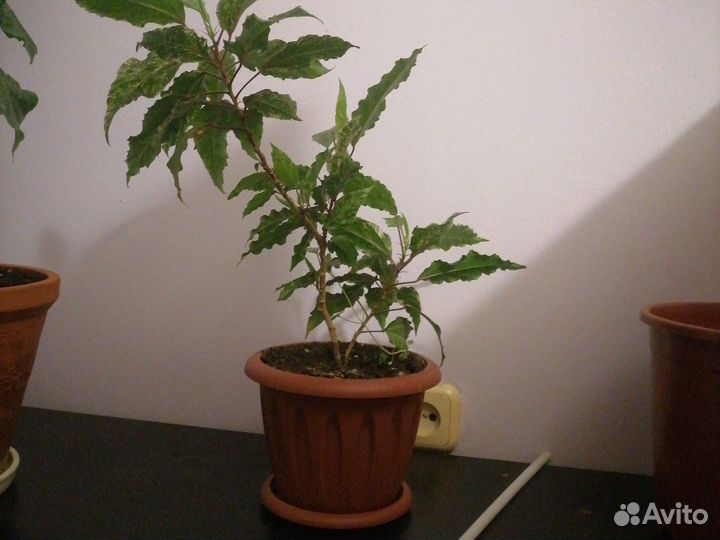 Гибискус розовый