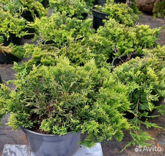 Туя вертикальная шаровидная Барбарис Можжевельник