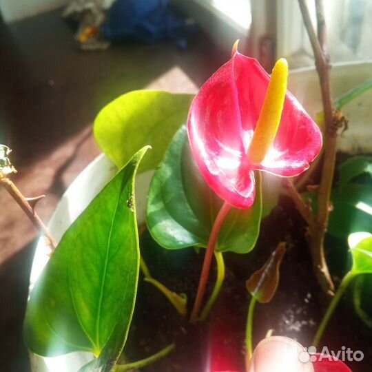 Спатифиллум