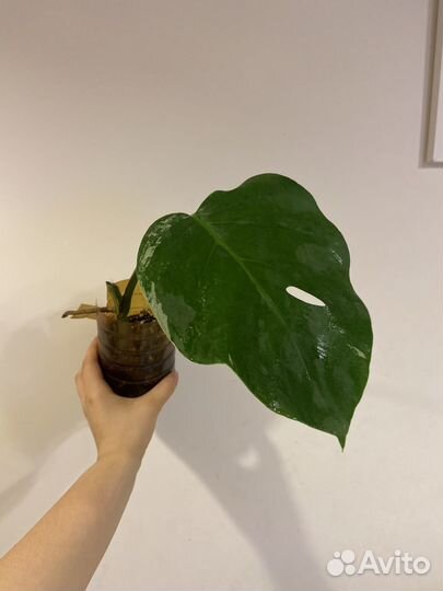 Монстера альба