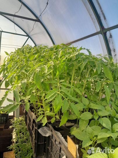 Рассада помидор, перца, огурцов