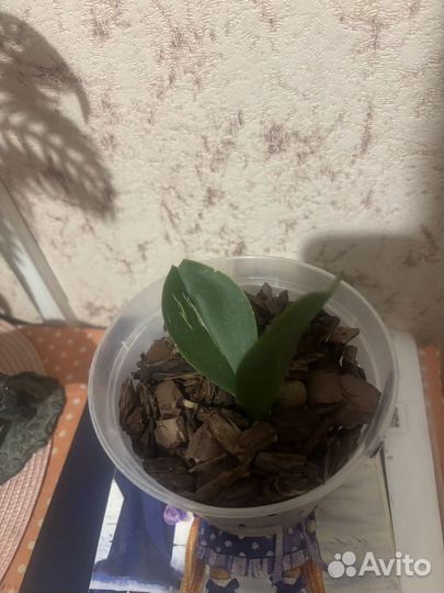 Продам орхидею белую бабочку