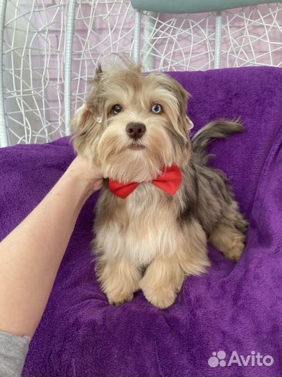 Крупный йорк с голубыми глазами девочка