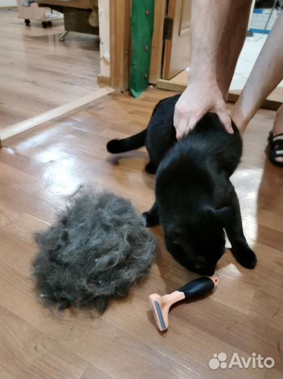 Передержка кошек. Экспресс-линька